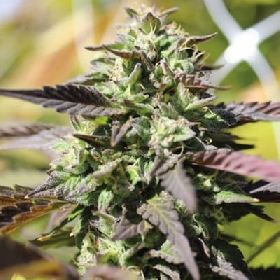 Chunkadelic Auto > Humboldt Seed Company